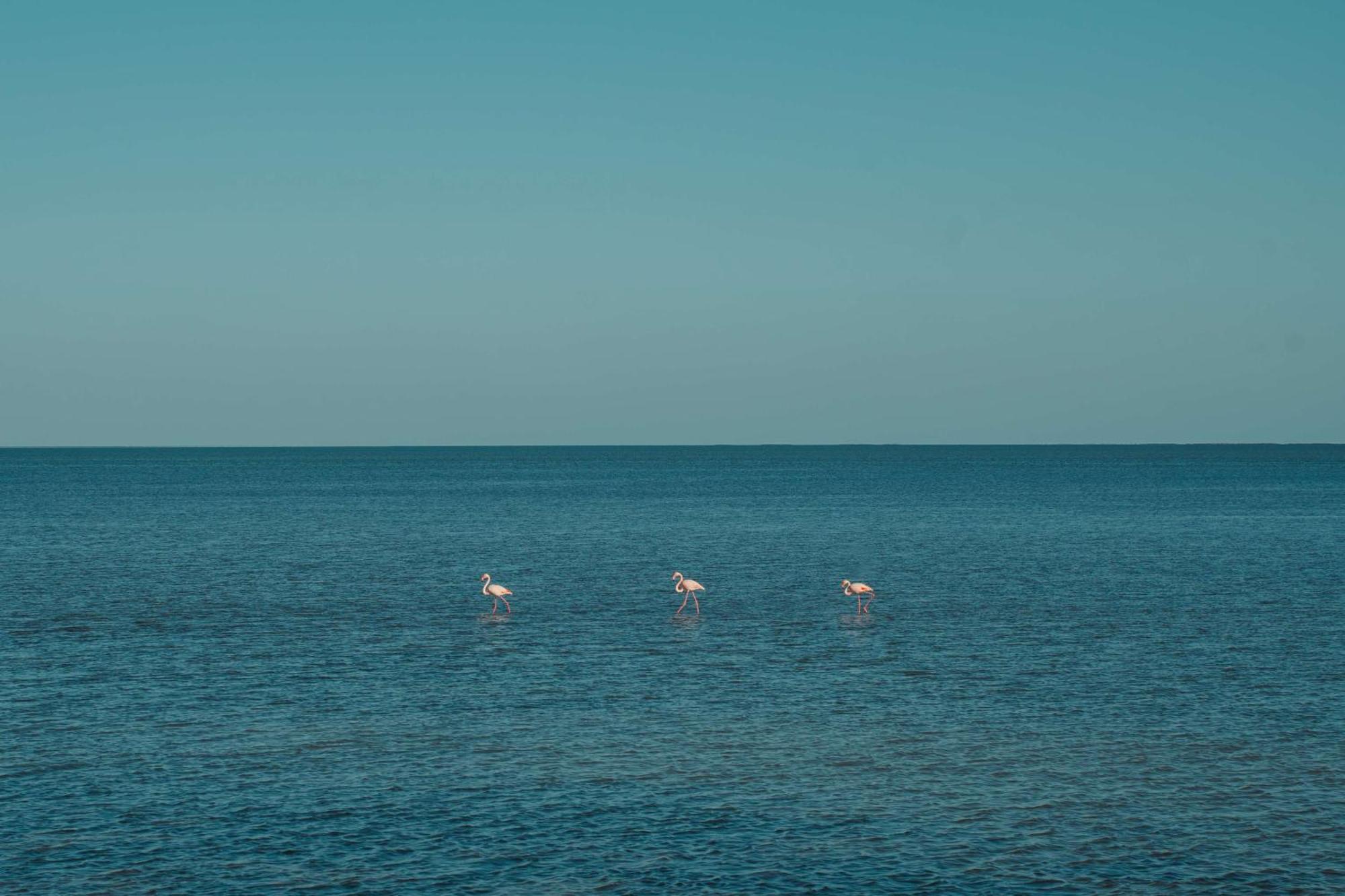 Radisson Blu Palace Resort & Thalasso, Djerba Mezraia Eksteriør billede Flamingoes in the Gulf of Aqaba